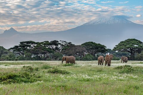 Quatro elefantes caminham em um campo verde salpicado de flores brancas diante de uma fileira de acácias, com o pico nevado do Kilimanjaro ao fundo