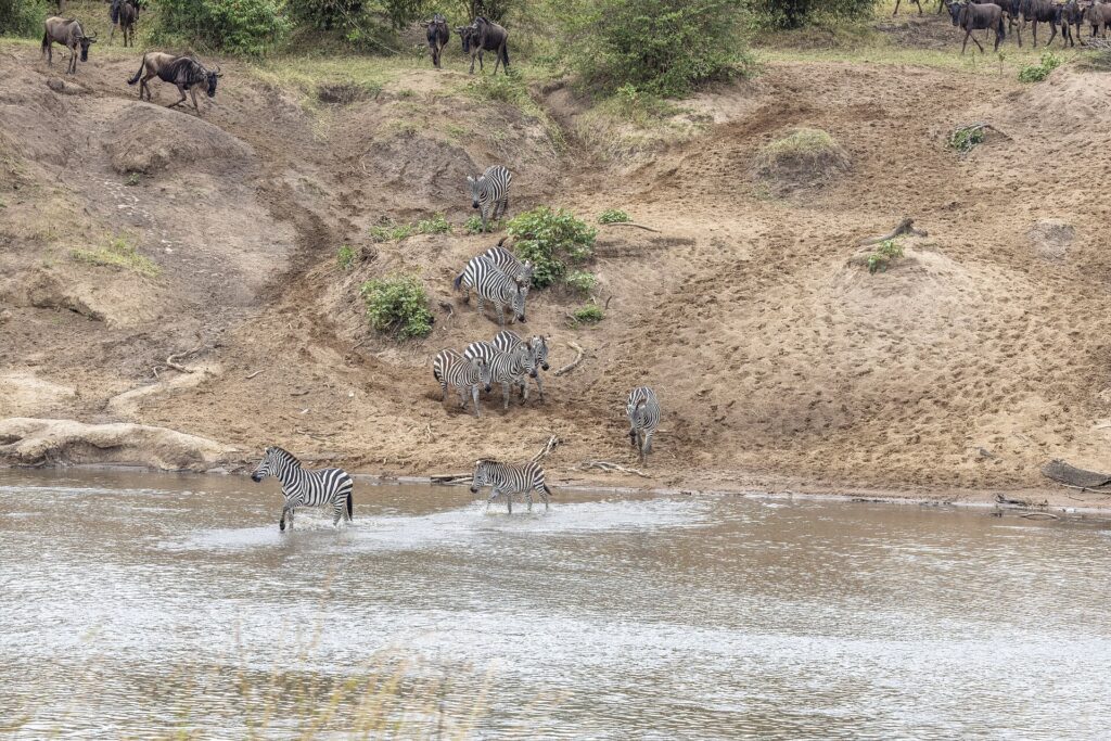 Zebras descem uma margem de areia e atravessam o rio a vau, enquanto gnus esperam no alto da encosta