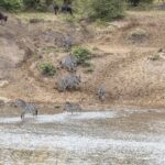 Zebras descem uma margem de areia e atravessam o rio a vau, enquanto gnus esperam no alto da encosta