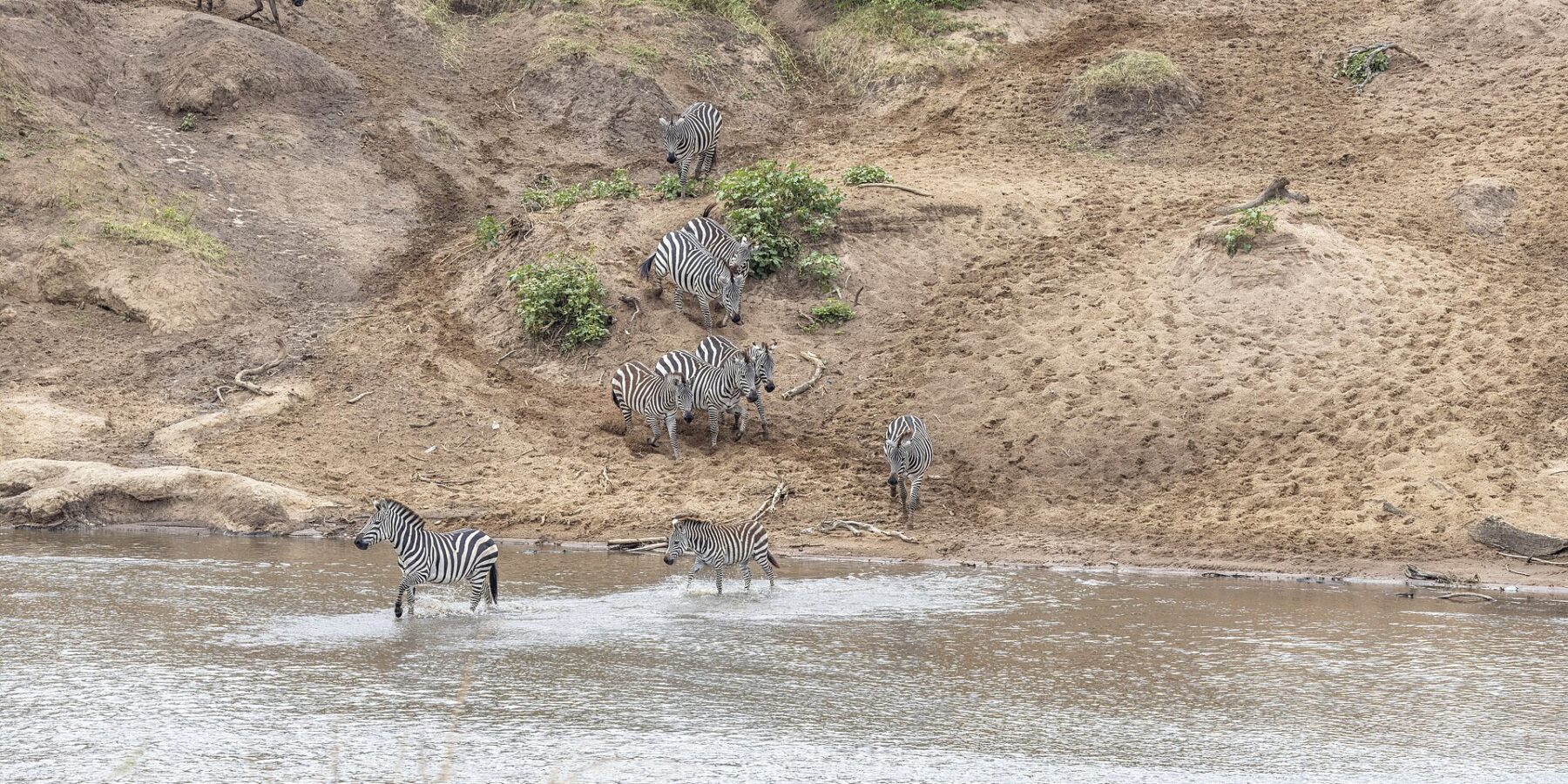 Zebras descem uma margem de areia e atravessam o rio a vau, enquanto gnus esperam no alto da encosta