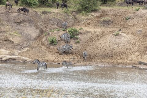 Zebras descem uma margem de areia e atravessam o rio a vau, enquanto gnus esperam no alto da encosta