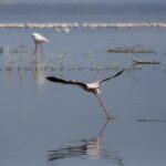 Um flamingo-pequeno levanta voo correndo sobre a água cinza, com uma longa linha de flamingos cor-de-rosa no fundo do lago