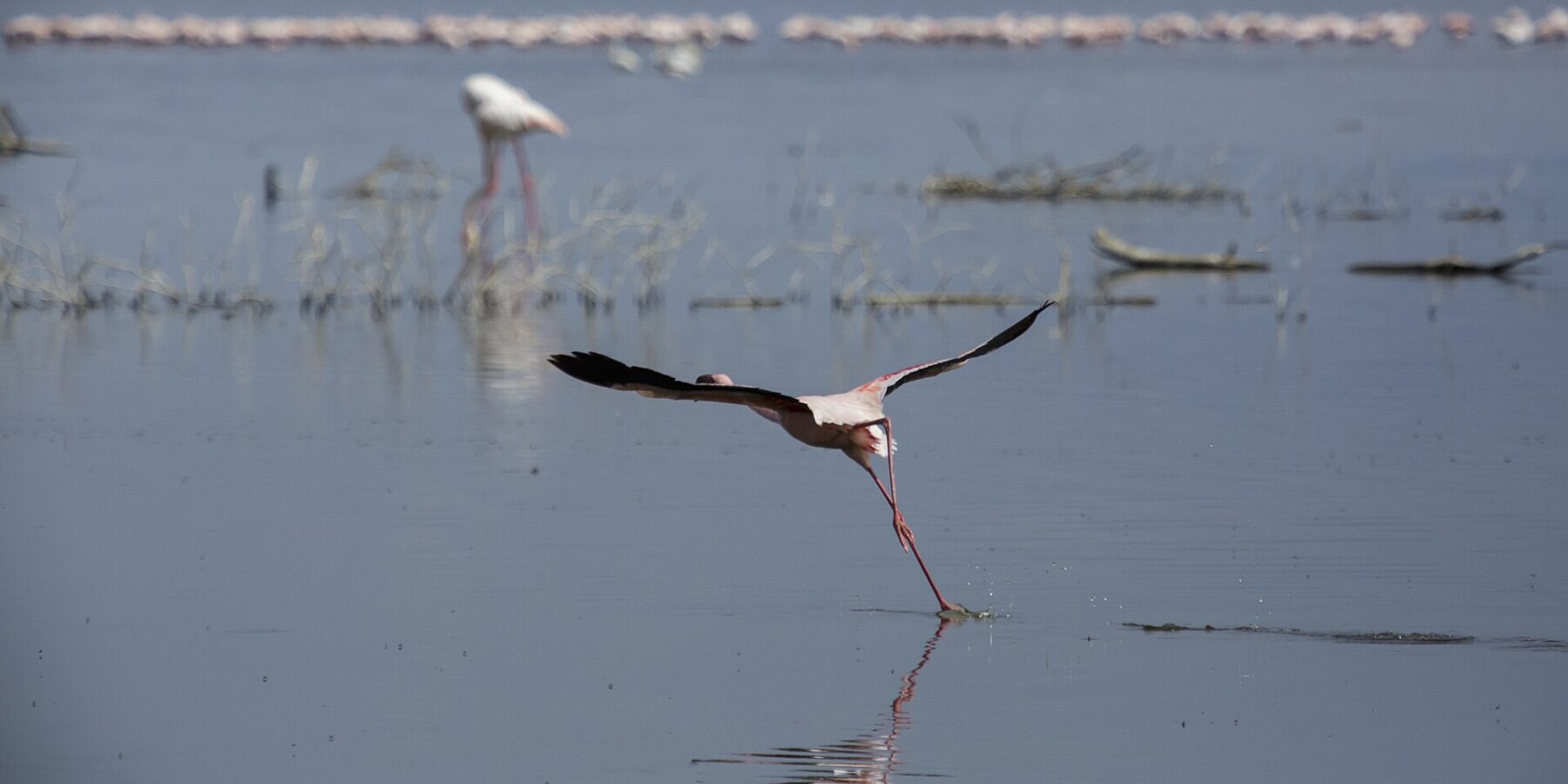 Um flamingo-pequeno levanta voo correndo sobre a água cinza, com uma longa linha de flamingos cor-de-rosa no fundo do lago