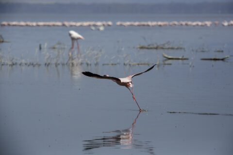 Um flamingo-pequeno levanta voo correndo sobre a água cinza, com uma longa linha de flamingos cor-de-rosa no fundo do lago