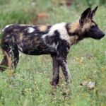 Um cão-selvagem-africano de perfil no capim verde salpicado de flores, com a pelagem manchada de preto, castanho e branco, as grandes orelhas redondas erguidas e a cauda de ponta branca