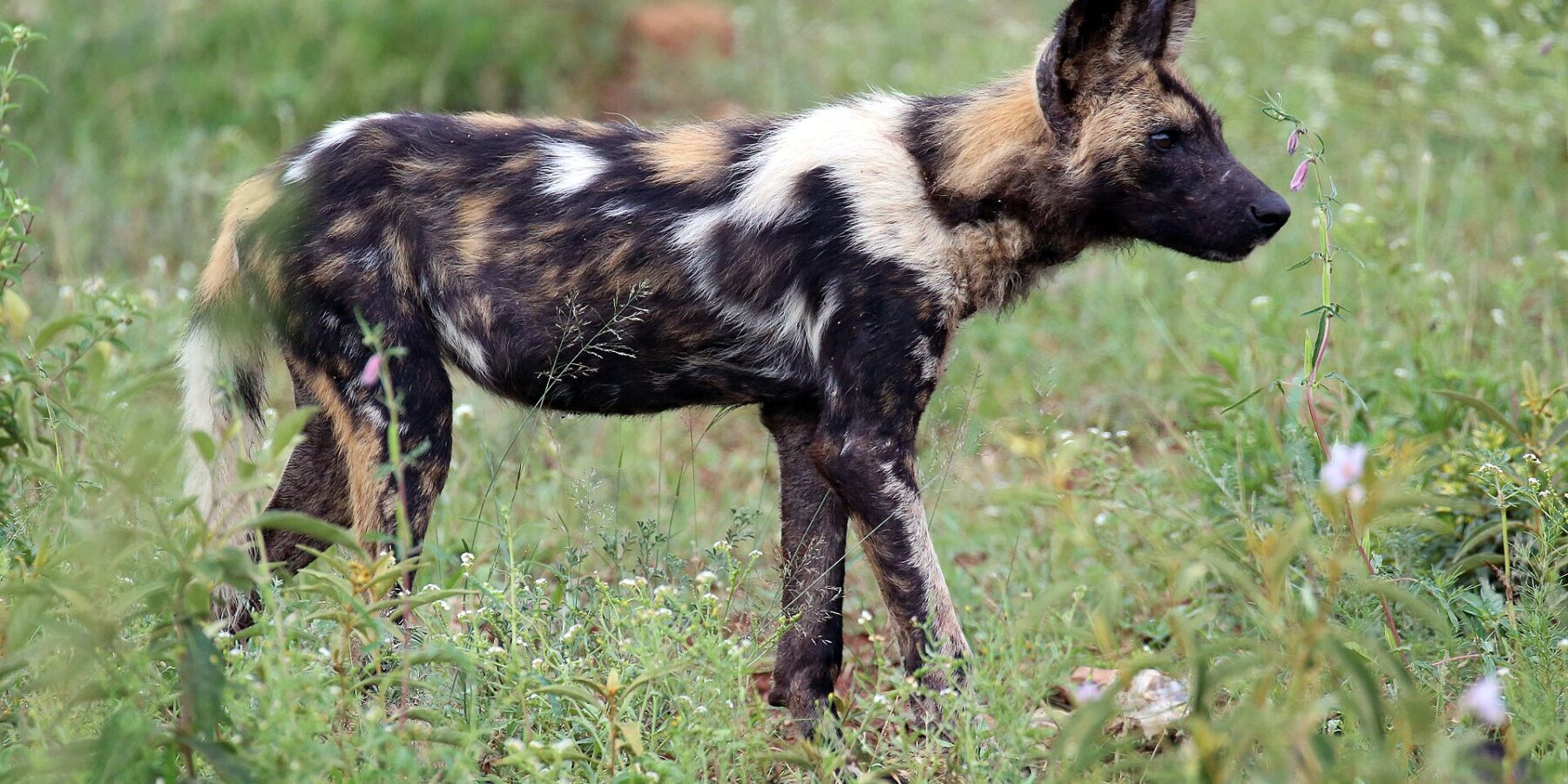 Um cão-selvagem-africano de perfil no capim verde salpicado de flores, com a pelagem manchada de preto, castanho e branco, as grandes orelhas redondas erguidas e a cauda de ponta branca