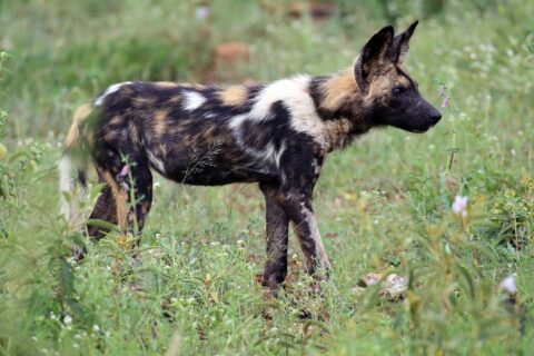 Um cão-selvagem-africano de perfil no capim verde salpicado de flores, com a pelagem manchada de preto, castanho e branco, as grandes orelhas redondas erguidas e a cauda de ponta branca