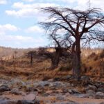 O leito rochoso e seco do Grande Ruaha, um baobá sem folhas na margem e zebras ao longe na colina