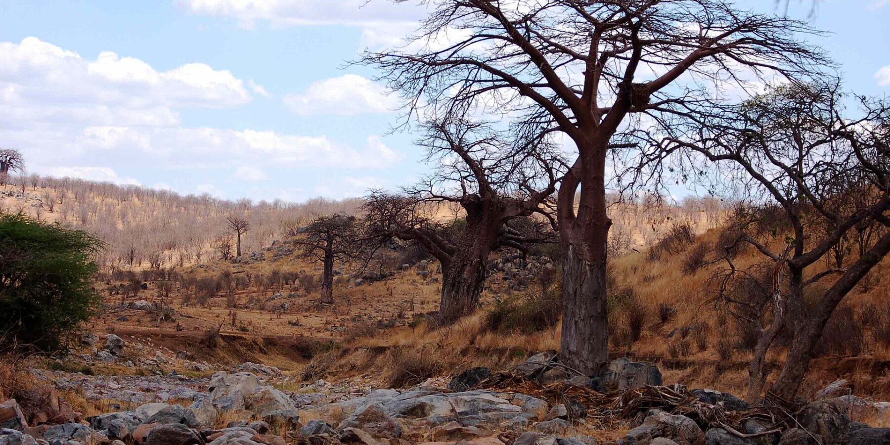O leito rochoso e seco do Grande Ruaha, um baobá sem folhas na margem e zebras ao longe na colina