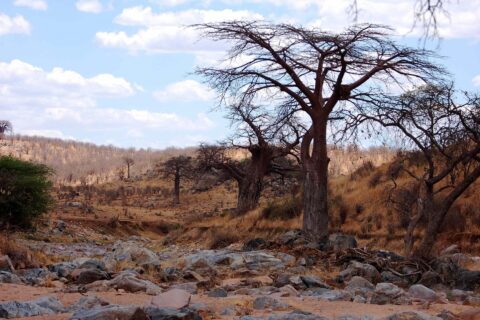O leito rochoso e seco do Grande Ruaha, um baobá sem folhas na margem e zebras ao longe na colina