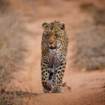 Um leopardo caminha direto para a lente em uma trilha de areia vermelha entre capins secos, com o olhar fixo e uma pata dianteira levantada