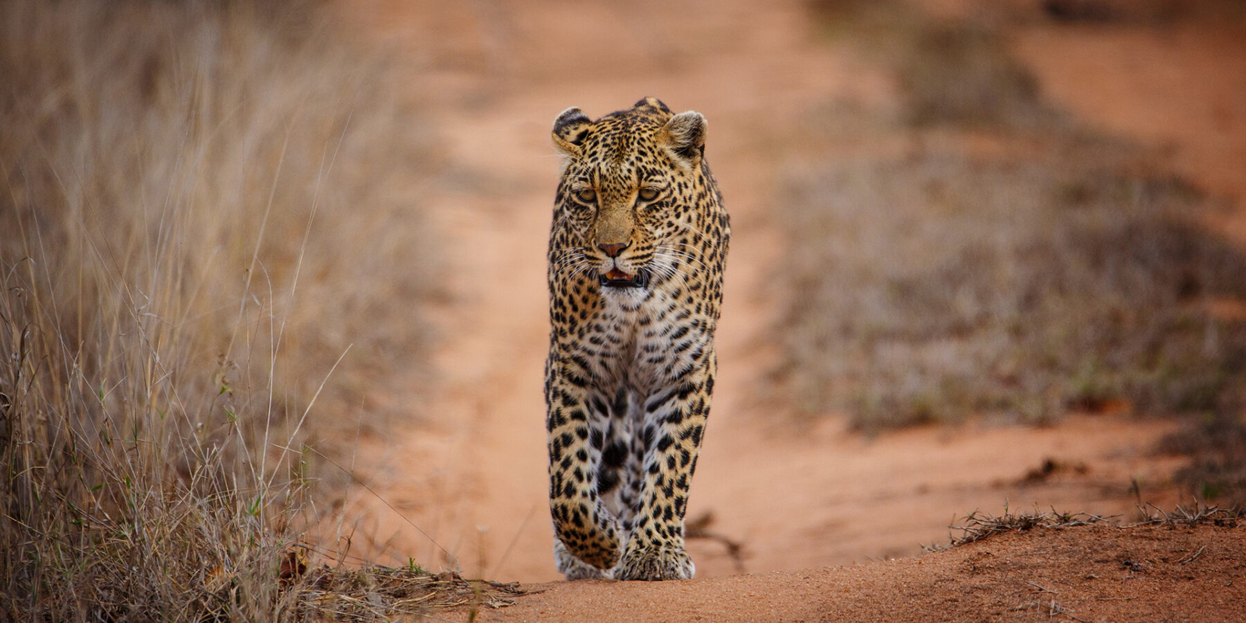 Um leopardo caminha direto para a lente em uma trilha de areia vermelha entre capins secos, com o olhar fixo e uma pata dianteira levantada