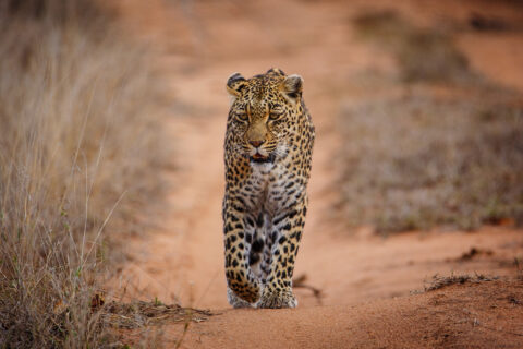 Um leopardo caminha direto para a lente em uma trilha de areia vermelha entre capins secos, com o olhar fixo e uma pata dianteira levantada