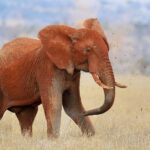 Um elefante todo vermelho de laterita joga terra nas costas com a tromba, com torrões no ar, no capim seco