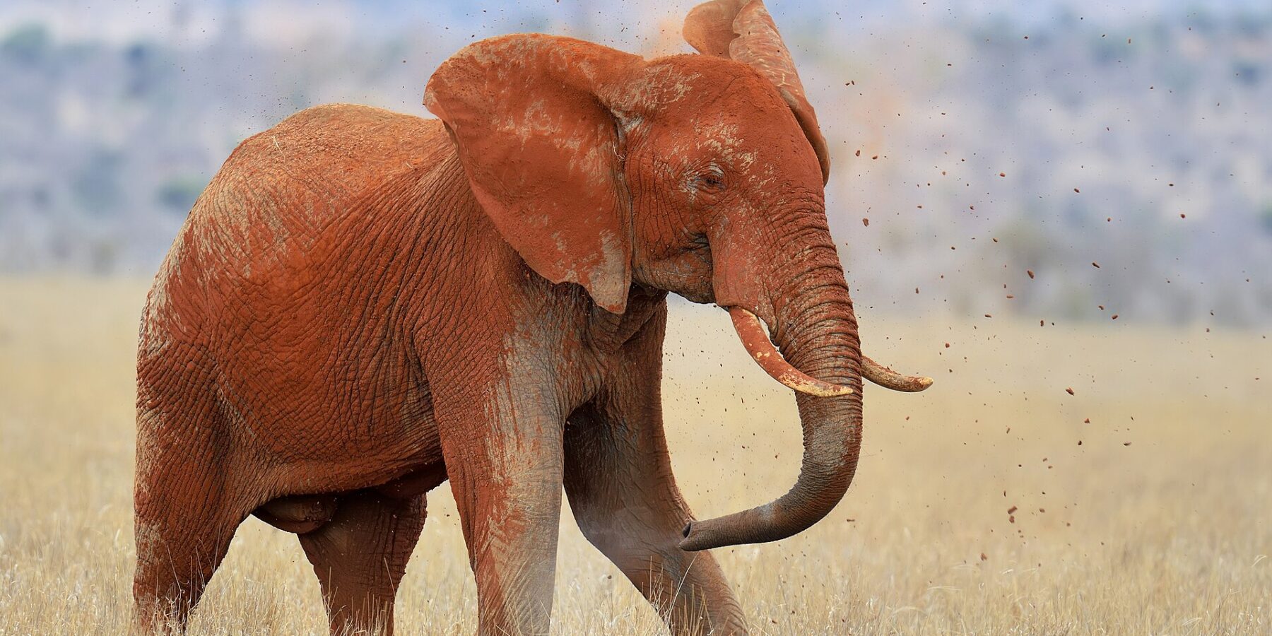 Um elefante todo vermelho de laterita joga terra nas costas com a tromba, com torrões no ar, no capim seco