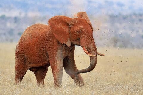 Um elefante todo vermelho de laterita joga terra nas costas com a tromba, com torrões no ar, no capim seco