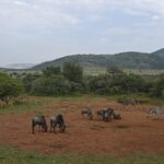 Gnus, impalas, zebras e um grande cudo macho reunidos na terra vermelha em volta de um ponto de água, com as colinas verdes da cratera atrás