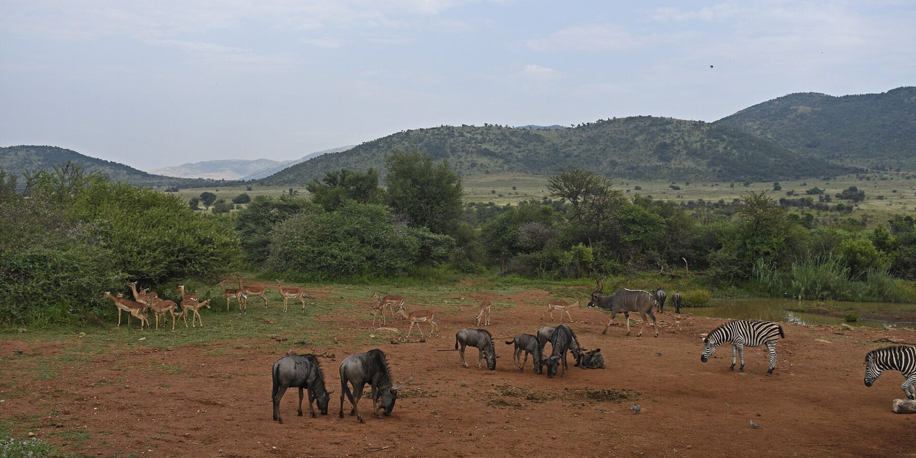 Gnus, impalas, zebras e um grande cudo macho reunidos na terra vermelha em volta de um ponto de água, com as colinas verdes da cratera atrás