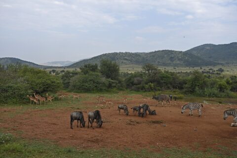 Gnus, impalas, zebras e um grande cudo macho reunidos na terra vermelha em volta de um ponto de água, com as colinas verdes da cratera atrás