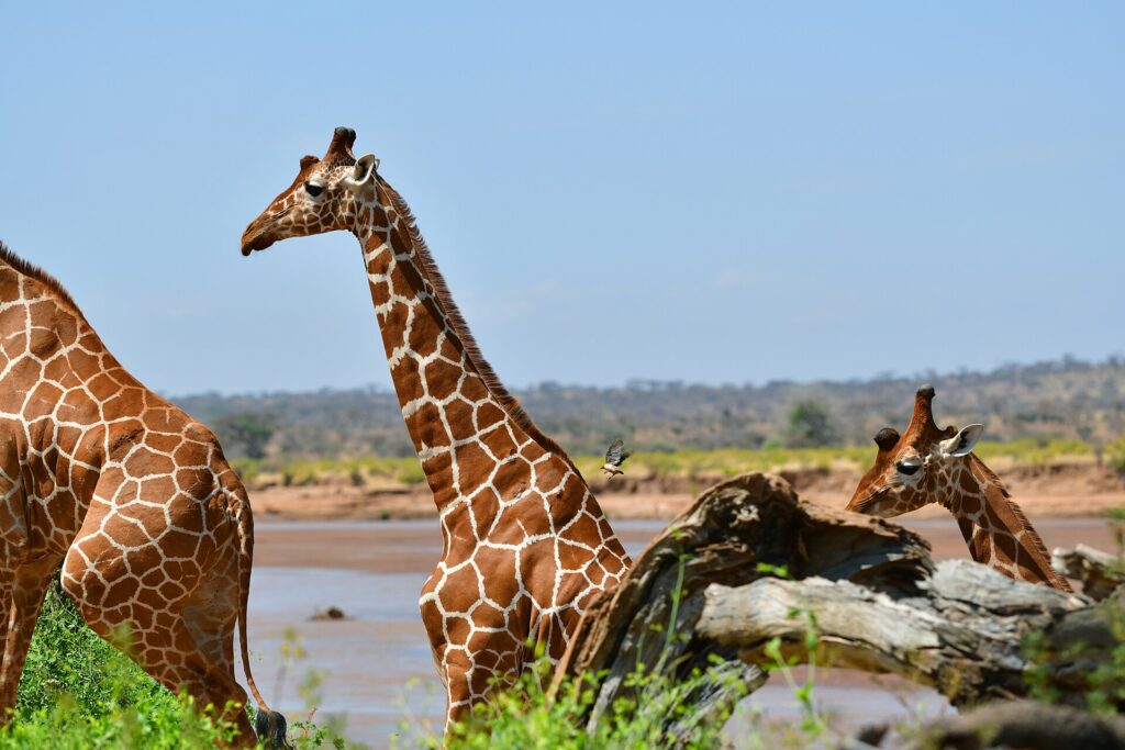 Duas girafas-reticuladas de pelagem em rede diante do rio marrom, uma de perfil com o pescoço erguido e um pica-boi voando atrás dela