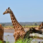 Duas girafas-reticuladas de pelagem em rede diante do rio marrom, uma de perfil com o pescoço erguido e um pica-boi voando atrás dela