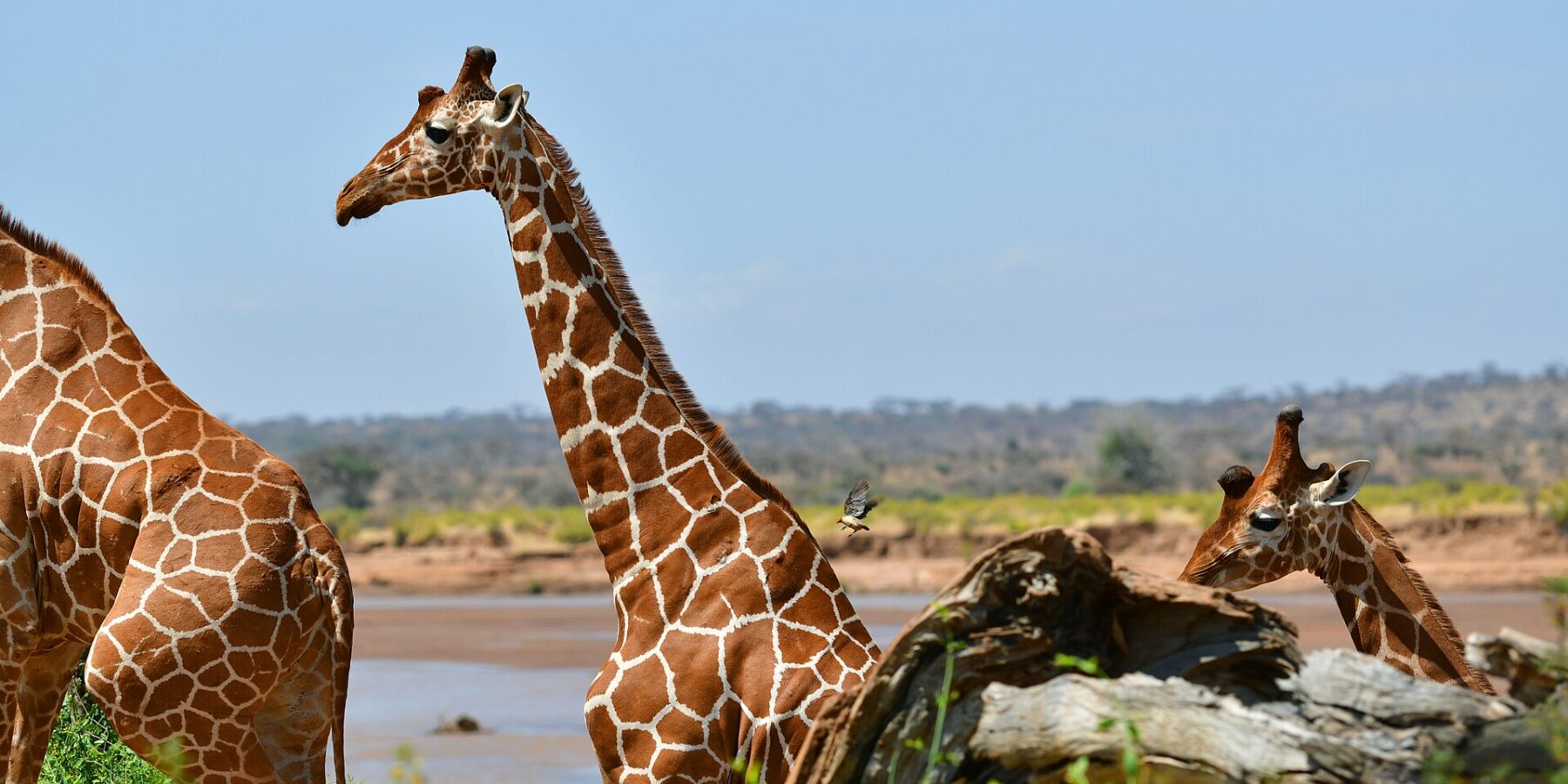 Duas girafas-reticuladas de pelagem em rede diante do rio marrom, uma de perfil com o pescoço erguido e um pica-boi voando atrás dela