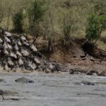 Uma coluna de gnus desce correndo um barranco de terra e se joga no rio cinza, e os primeiros já nadam em fila rumo à outra margem