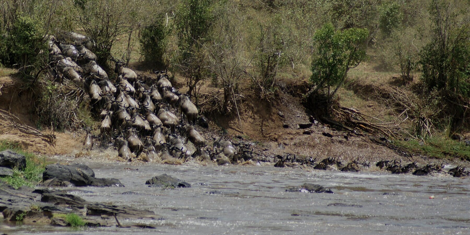 Uma coluna de gnus desce correndo um barranco de terra e se joga no rio cinza, e os primeiros já nadam em fila rumo à outra margem