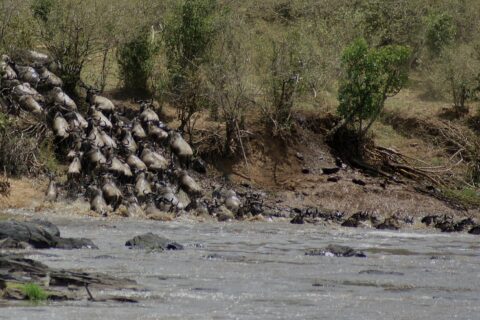 Uma coluna de gnus desce correndo um barranco de terra e se joga no rio cinza, e os primeiros já nadam em fila rumo à outra margem