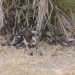 Dois cães-selvagens-africanos deitados no capim seco sob folhas de palmeira, um deles olhando para a lente, com as grandes orelhas redondas erguidas