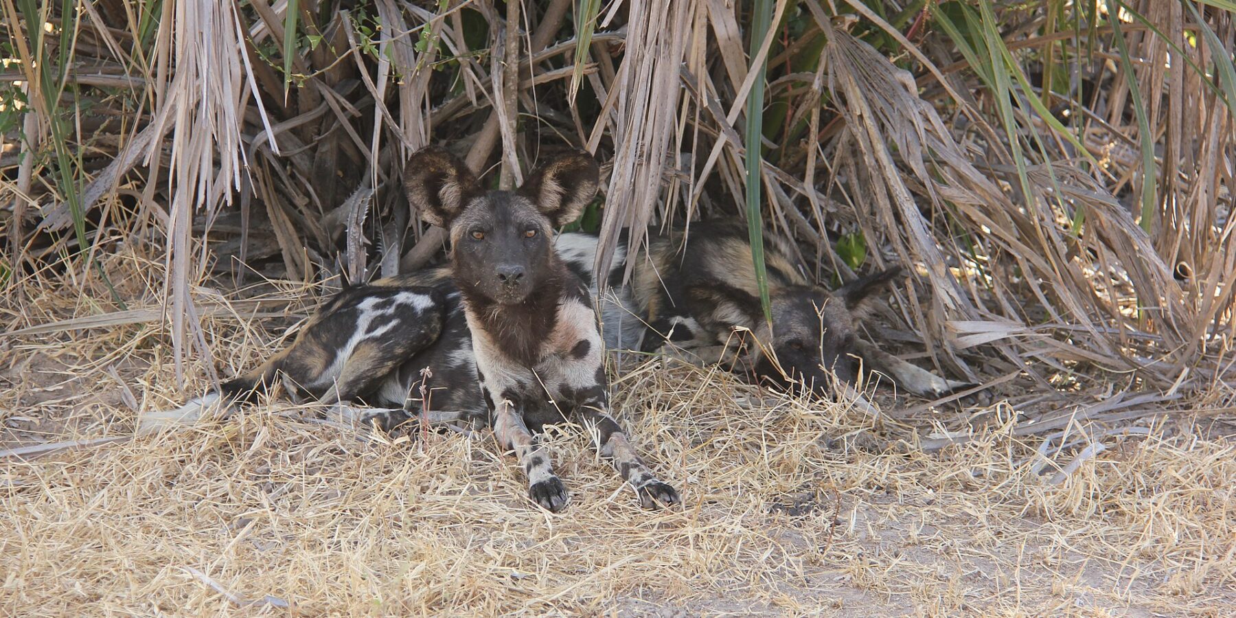 Dois cães-selvagens-africanos deitados no capim seco sob folhas de palmeira, um deles olhando para a lente, com as grandes orelhas redondas erguidas
