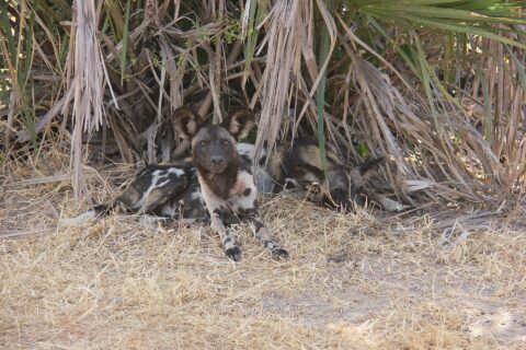 Dois cães-selvagens-africanos deitados no capim seco sob folhas de palmeira, um deles olhando para a lente, com as grandes orelhas redondas erguidas