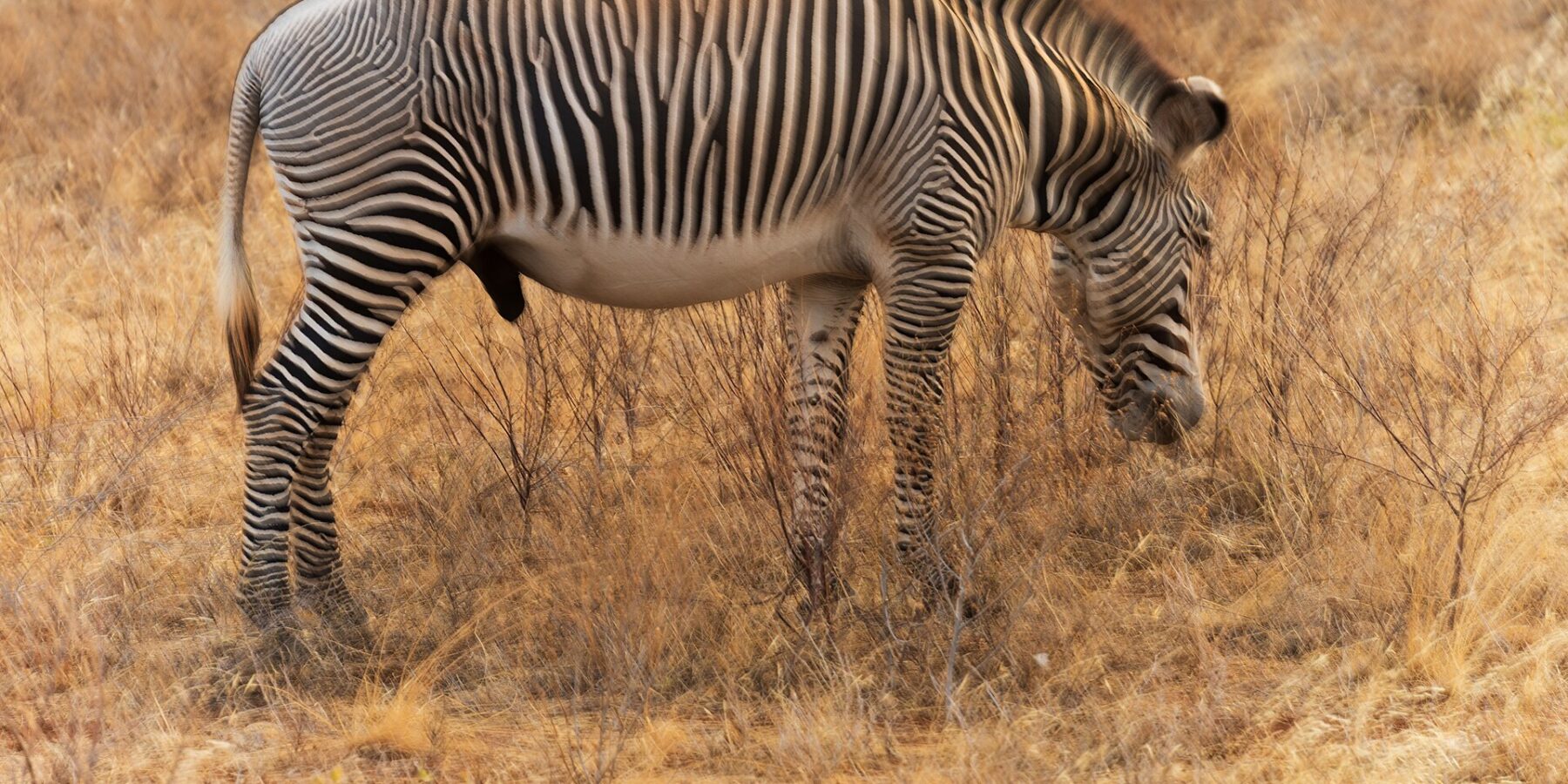 Uma zebra-de-grévy macho pasta de perfil no capim dourado, com as listras finas e próximas, a barriga branca, a crina erguida e as orelhas grandes e redondas