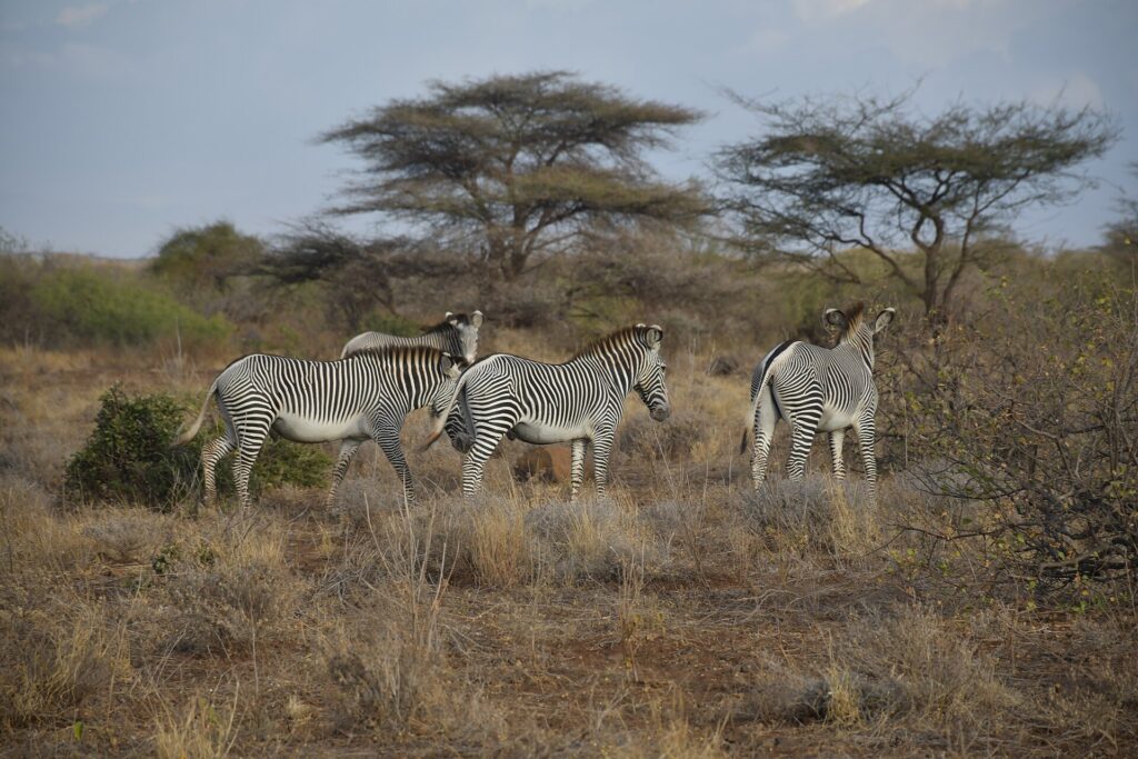 Quatro zebras-de-grévy no mato seco, duas de perfil e uma de costas, diante de acácias-guarda-chuva e arbustos