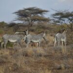 Quatro zebras-de-grévy no mato seco, duas de perfil e uma de costas, diante de acácias-guarda-chuva e arbustos