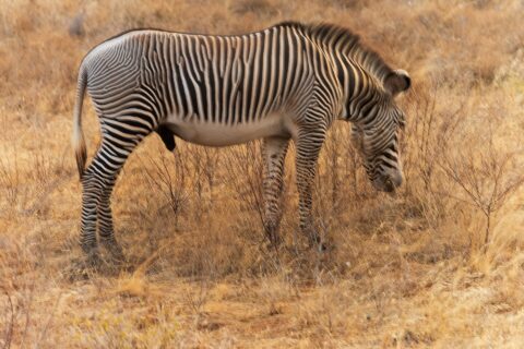 Uma zebra-de-grévy macho pasta de perfil no capim dourado, com as listras finas e próximas, a barriga branca, a crina erguida e as orelhas grandes e redondas