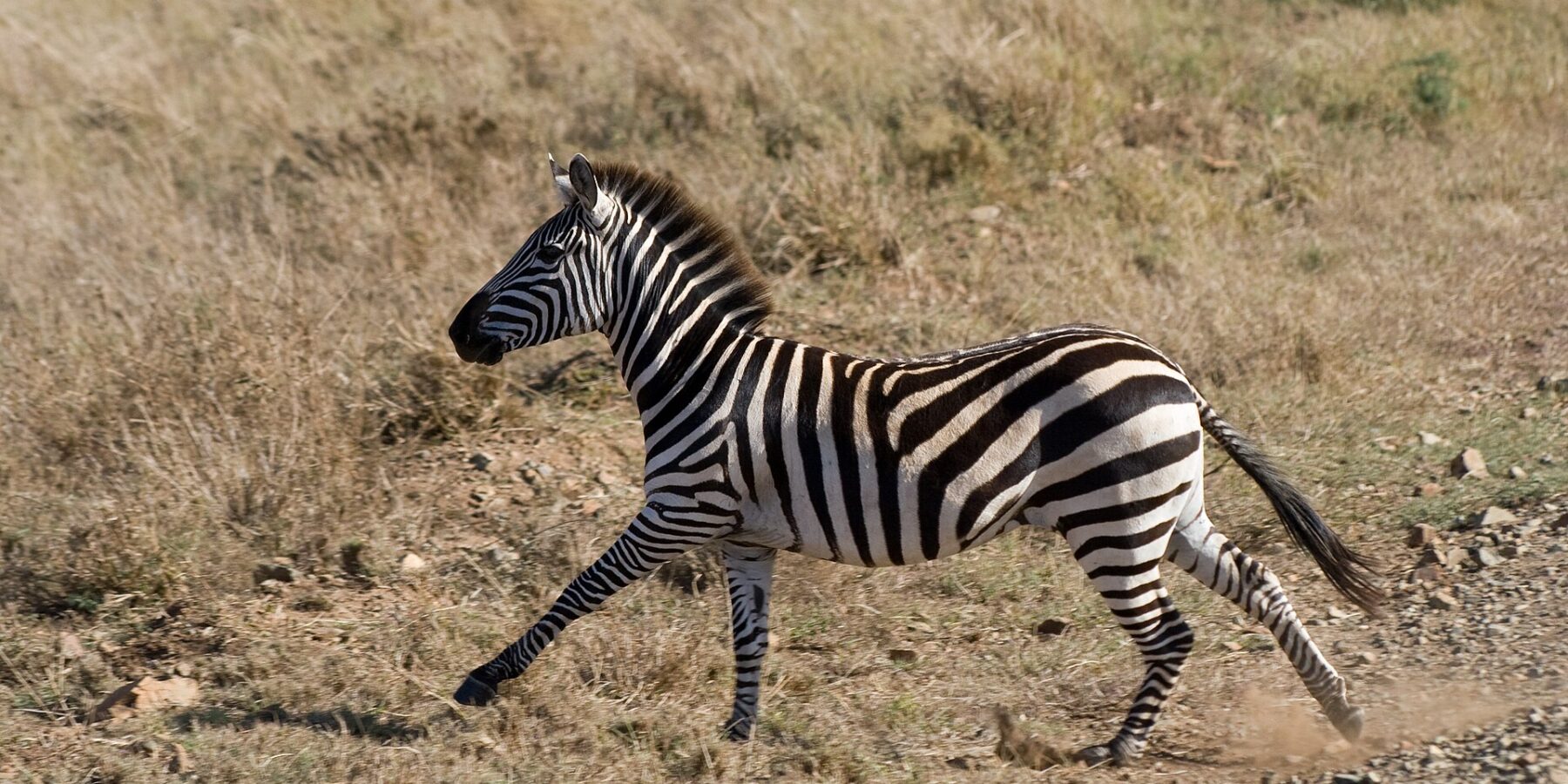 Uma zebra-das-planícies galopando de perfil no capim seco, levantando poeira sob os cascos, de crina erguida