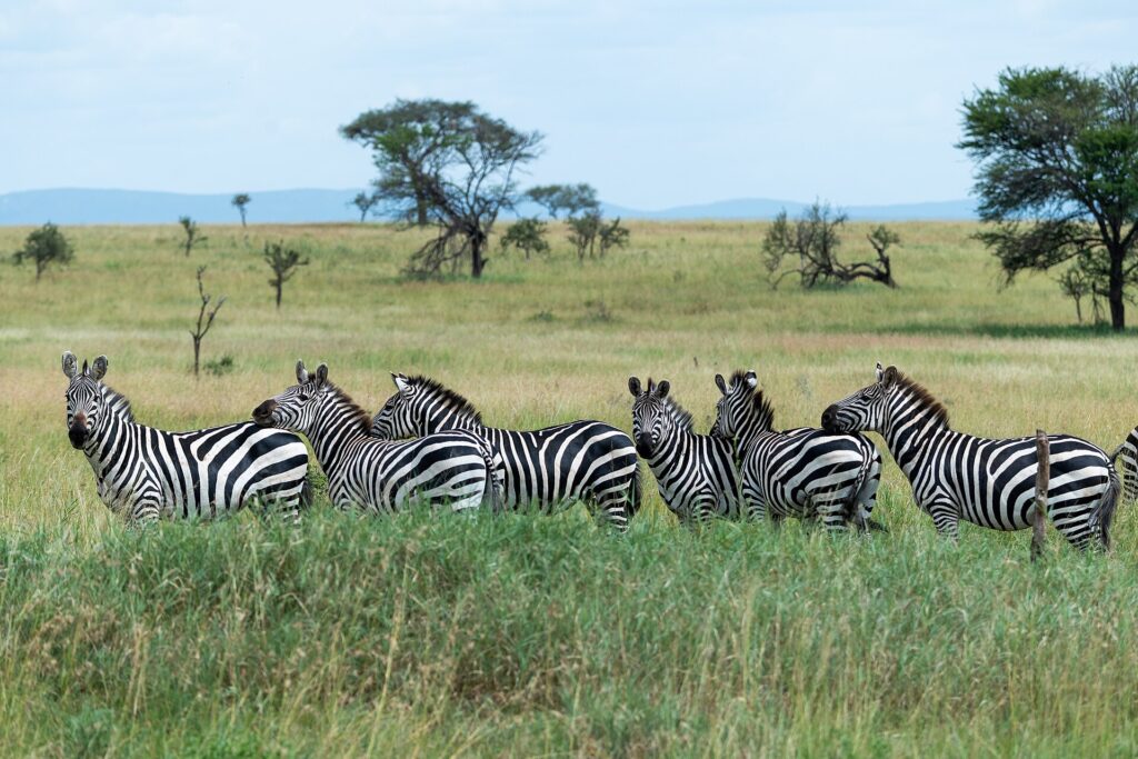 Seis zebras-das-planícies enfileiradas no capim alto e verde, três delas com a cabeça virada para a câmera, com acácias e colinas azuis ao fundo
