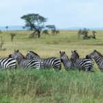 Seis zebras-das-planícies enfileiradas no capim alto e verde, três delas com a cabeça virada para a câmera, com acácias e colinas azuis ao fundo