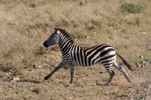 Uma zebra-das-planícies galopando de perfil no capim seco, levantando poeira sob os cascos, de crina erguida