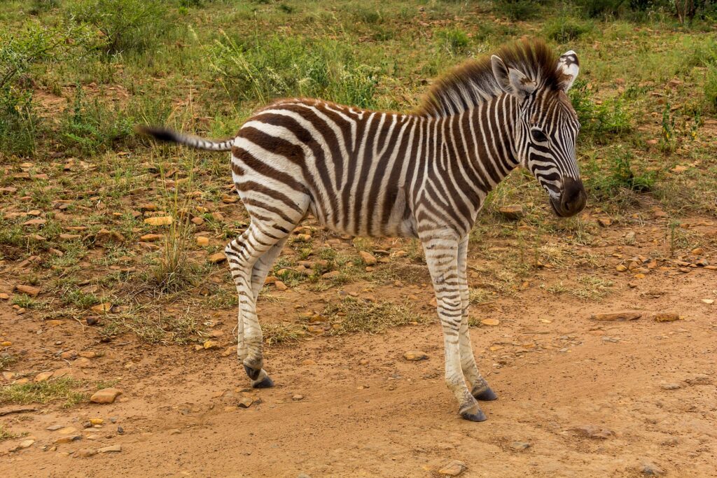 Um potro de zebra de listras ainda marrons e crina eriçada, de perfil em uma trilha de terra vermelha, com capim verde atrás