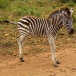 Um potro de zebra de listras ainda marrons e crina eriçada, de perfil em uma trilha de terra vermelha, com capim verde atrás