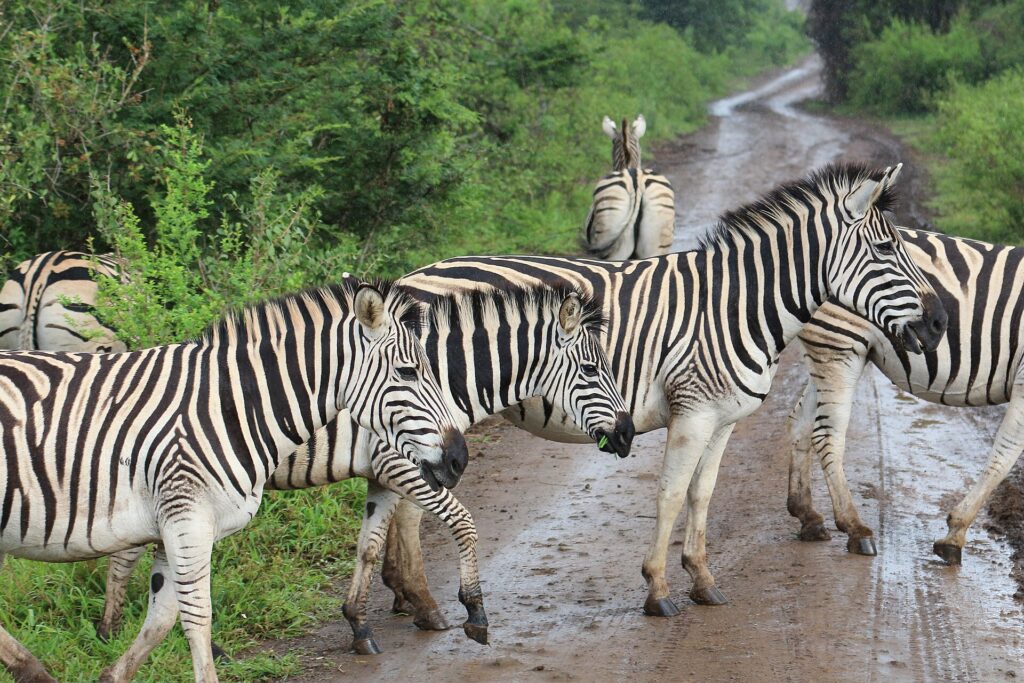 Zebras-das-planícies atravessam uma trilha de terra molhada sob a chuva, uma delas com um tufo de capim na boca, arbustos verdes dos dois lados