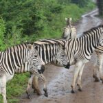 Zebras-das-planícies atravessam uma trilha de terra molhada sob a chuva, uma delas com um tufo de capim na boca, arbustos verdes dos dois lados