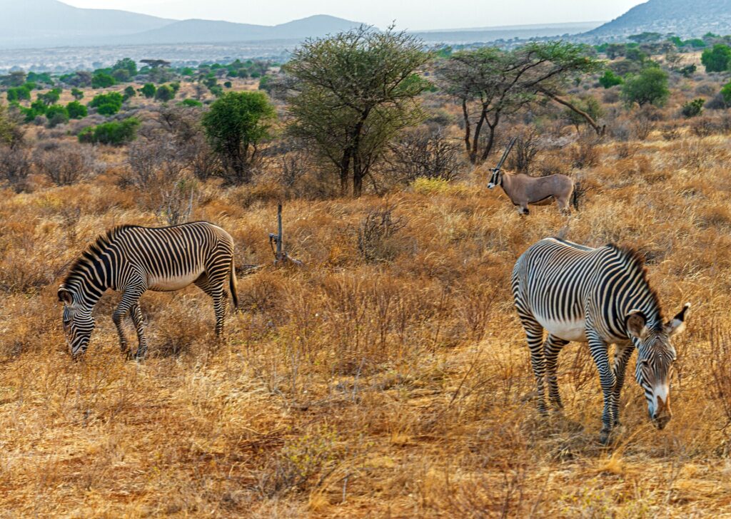 Duas zebras-de-grévy de listras finas pastam no capim seco, com um órix-beisa de chifres longos e retos de pé atrás delas perto das acácias