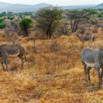 Duas zebras-de-grévy de listras finas pastam no capim seco, com um órix-beisa de chifres longos e retos de pé atrás delas perto das acácias
